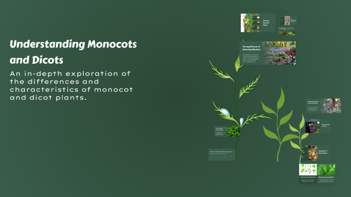 Understanding Monocots and Dicots by Richie Ramos on Prezi