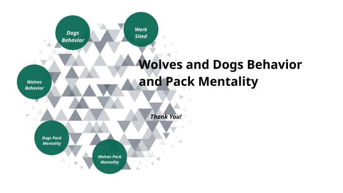 Wolves And Dogs Behavior And Pack Mentality By Payton Staats On Prezi Next