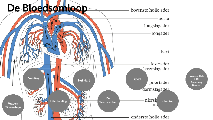 De Bloedsomloop by Loek Weel on Prezi