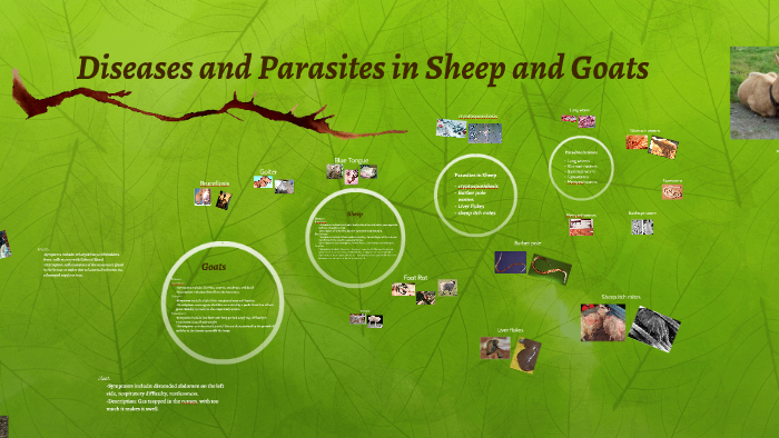 Disease And Parasites In Sheep And Goats By Kailey Hickey On Prezi