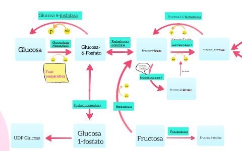 Glucólisis by Isabel De la Fuente