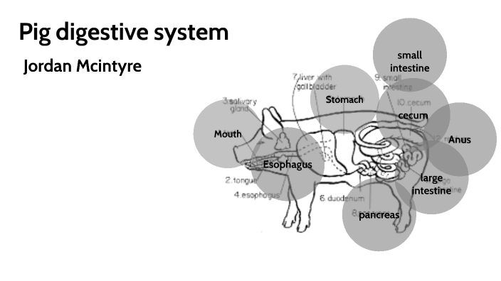 Pig digestive system by Jordan McIntyre on Prezi