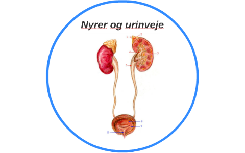 Nyrer og urinveje by Frederik Sørensen on Prezi