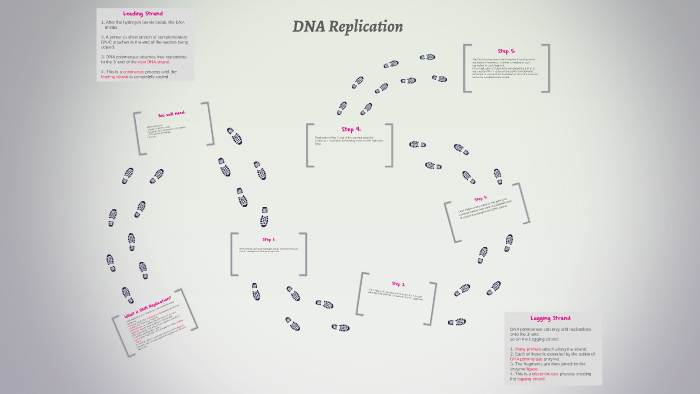 DNA Replication by eilidh Rebekah on Prezi
