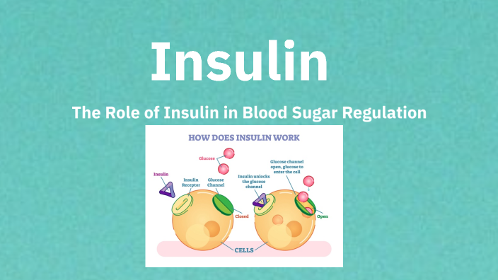 Understanding Insulin by Timothy Wasef on Prezi