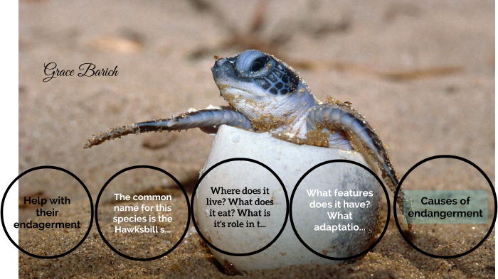 hawksbill sea turtle. by grace Barich on Prezi