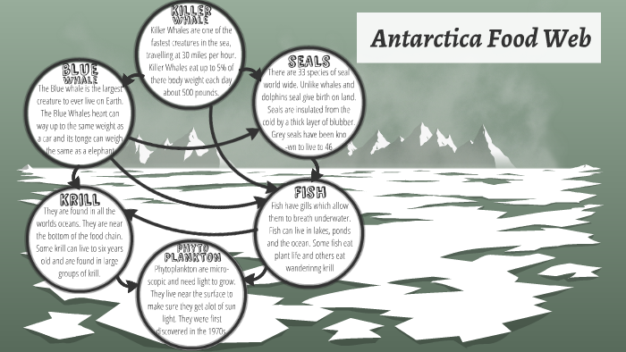 Antarctica Food Web by Saph Banks on Prezi