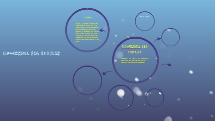Hawksbill Sea Turtles by Stephanie Brudvik on Prezi