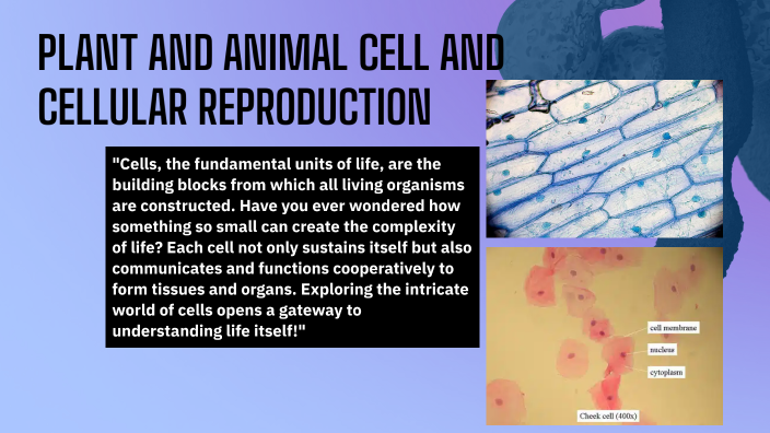 PLANT CELL, ANIMAL CELL AND CELL REPRODUCTION by Chris S. Blanco on Prezi