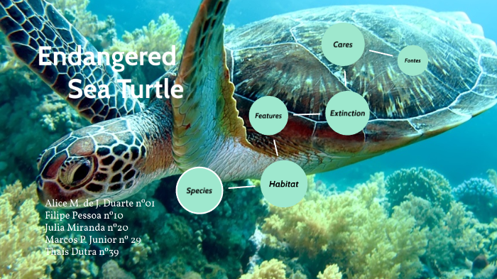 endangered animals: sea turtle by Alice Duarte Alice on Prezi