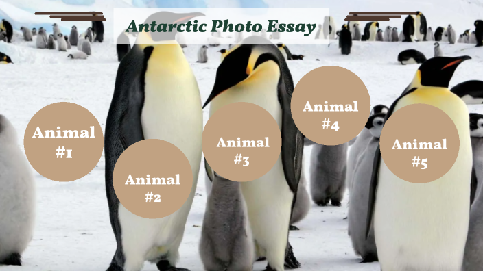 Biodiversity of Antarctica by Maya Mukherjee on Prezi