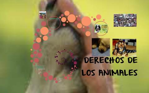 DERECHOS DE LOS ANIMALES by Angie Tatiana Ramirez on Prezi