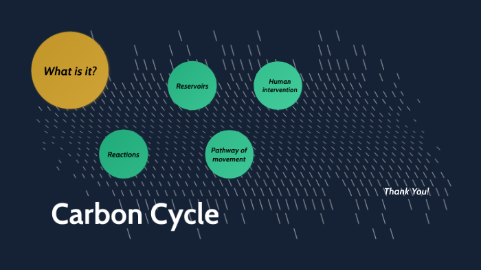 Carbon Cycle by cody leatherman on Prezi