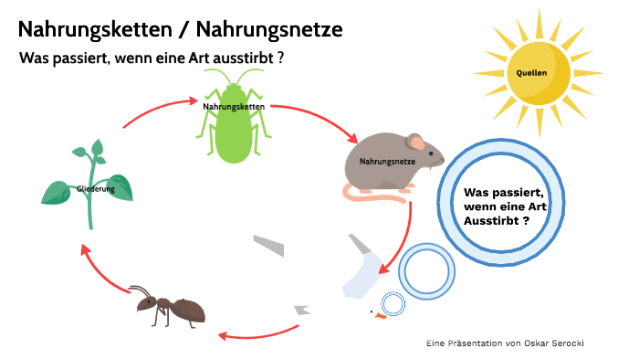 kleines Nahrungsnetz im Ozean