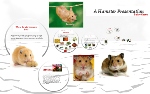 PPT - All About Hamsters PowerPoint Presentation, free download