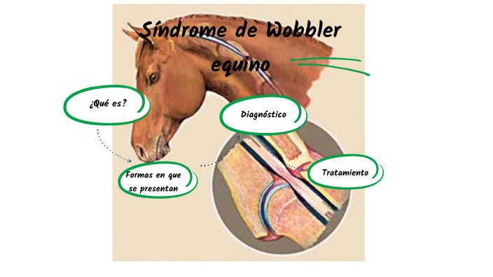Étui Portefeuille Zanae Y81 Vert main image 1