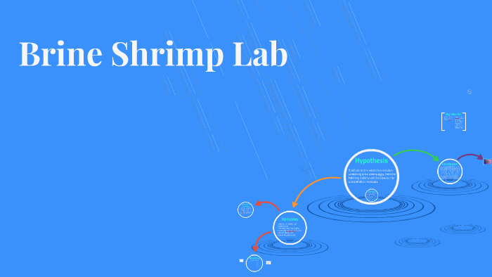 Brine Shrimp Lab By Claire Crowe On Prezi