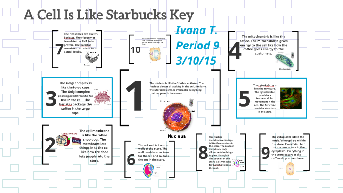 A Cell Is Like Starbucks Key by Ivana Tang