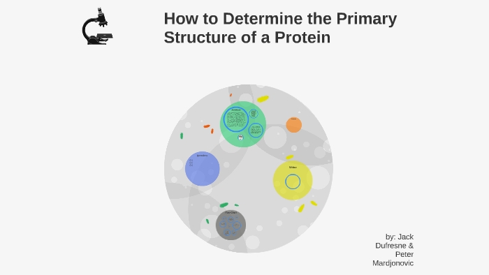How to Determine the Primary Structure of Proteins by Jack Dufresne on ...