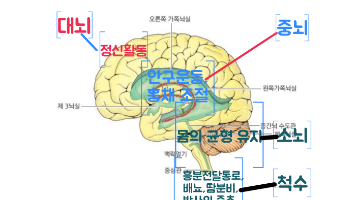 대뇌 by 선우 홍 on Prezi