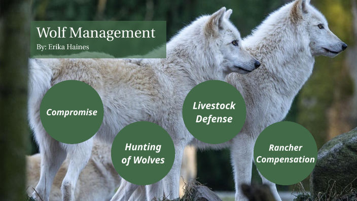 wolf management dissertation