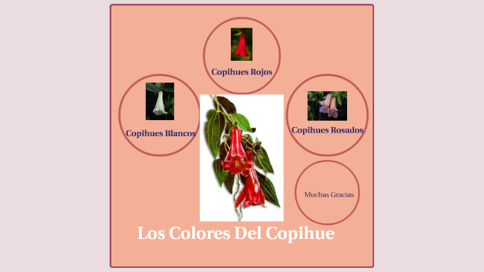 Los colores del copihue by Kassandra Farias on Prezi Next