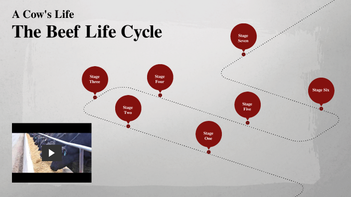 The Beef Cow Life Cycle by Hayley Belt on Prezi