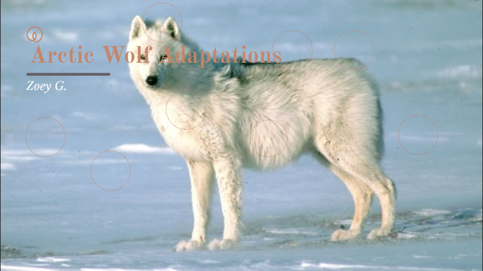 arctic wolf adaptations