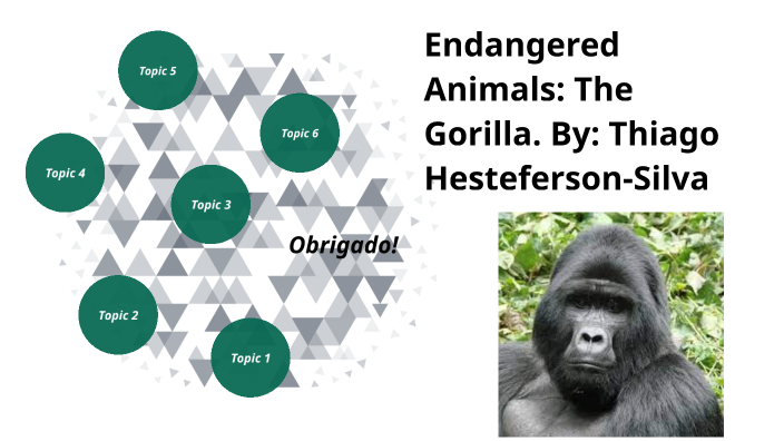 Endangered Species: The Gorilla by Thiago Braz on Prezi