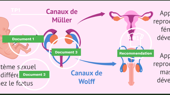 Tp1 Du Sexe Génétique Au Sexe Phénotypique By Enseignante Chabanne On Prezi 