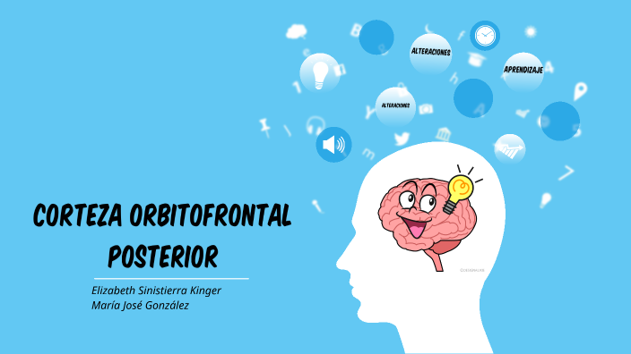 corteza orbitofrontal