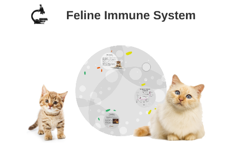 Cat store immune system