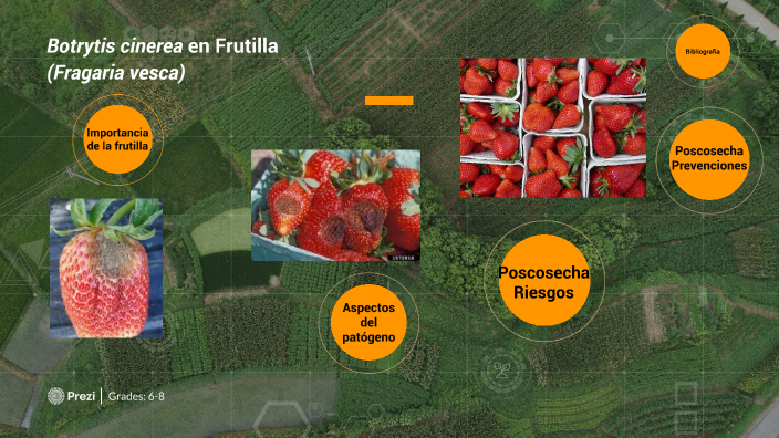 Poscosecha Botrytis by Diego Nicolas Castro on Prezi