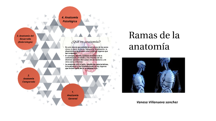 Ramas De La Anatomía By Vanne Villanueva On Prezi