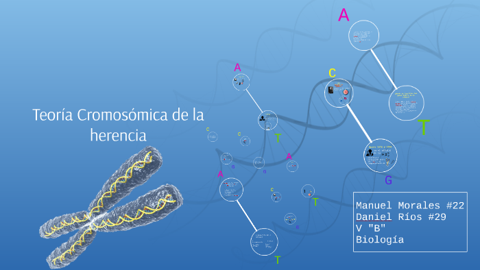 Teoría Cromosomica De La Herencia By Manuel Morales On Prezi