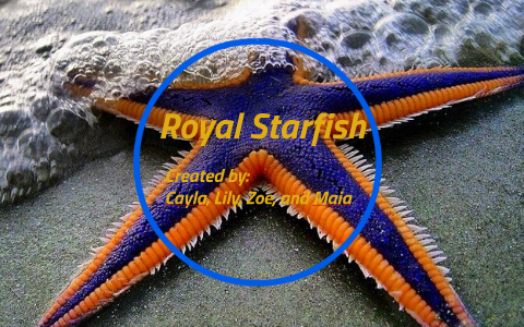 Starfish - Wikipedia