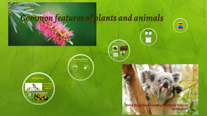Common features of plants and animals by Kylie Hulm