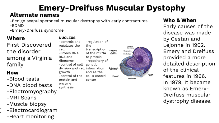 Emery- Dreifuss muscular dystrophy by Spencer LaValley on Prezi