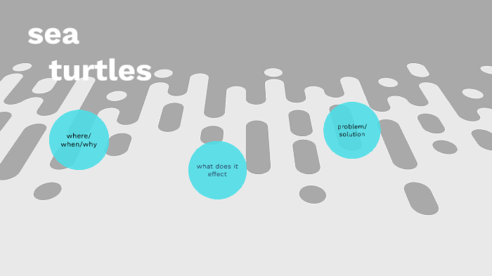 sea turtles by jimmy carr on Prezi