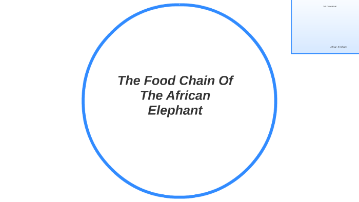 The Food Chain Of The African Elephant by Jennifer Fulton