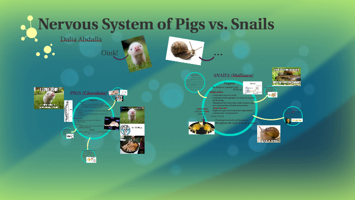 Nervous System of Pigs vs. Snails by Dalia Abdalla on ...
