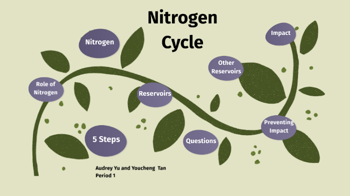 Nitrogen Cycle by Audrey Yu on Prezi