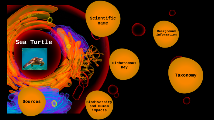 Sea Turtle by Arianna DiCristo on Prezi