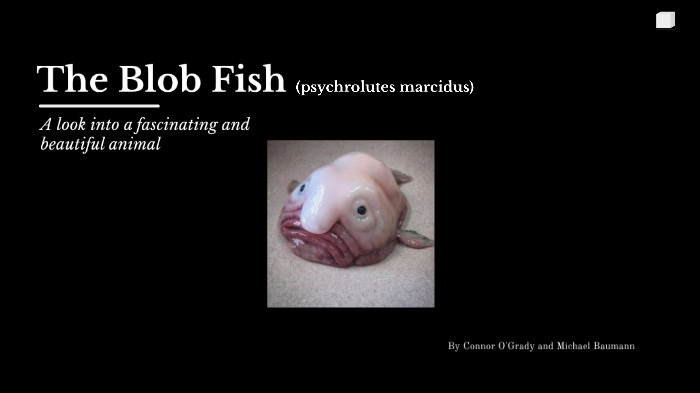 The Blobfish: More Than Just a Pretty Face, by Indira O.