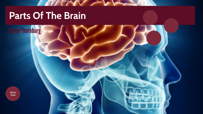 The Brain by Casey Thornburg on Prezi