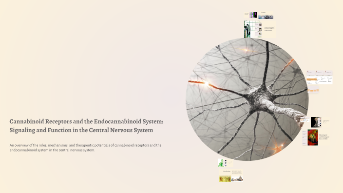 Cannabinoid Receptors and the Endocannabinoid System: Signaling and ...