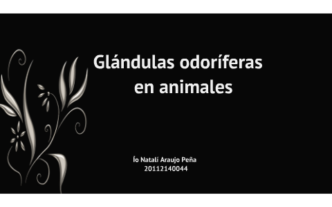 Glándulas Odoriferas by Io Ki Natali Araujo Peña on Prezi