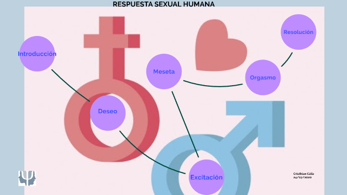 Respuesta Sexual Humana By Cristhian Cáliz On Prezi Next