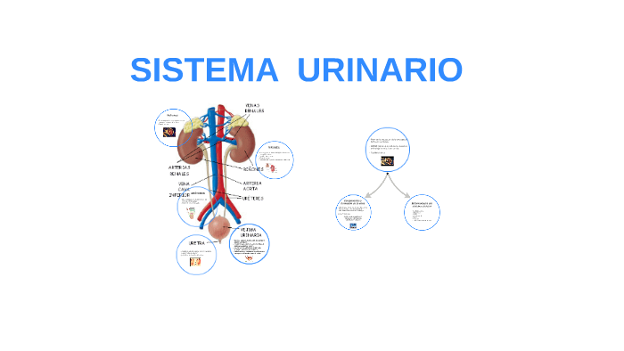 COMPONENTE URINARIO by LEIDY CASTRO