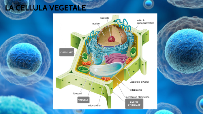 La Cellula Vegetale by francesca costanzo on Prezi